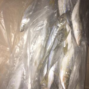 Poissons 20+ Horse mackerel